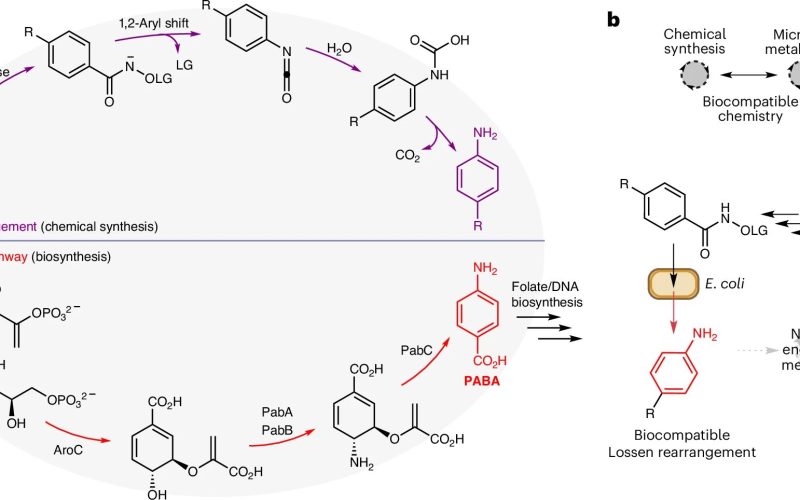 turning-pet-plastic-into-paracetamol-with-this-one-bacterial-trick