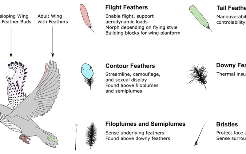 feathers-are-fantastic,-but-flummoxing-for-engineers