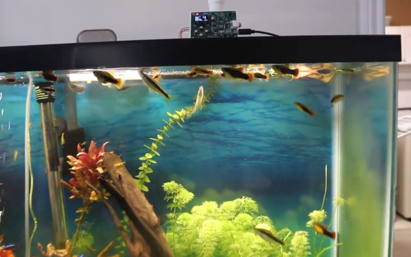 automatic-feeder-keeps-fish-sated